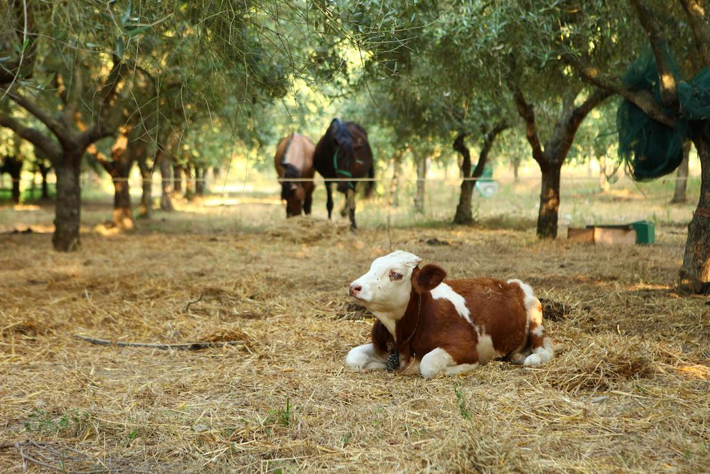 Agriturismo Il Pozzo กาซัลเวลิโน ภายนอก รูปภาพ